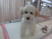 ヨーキー君と柴君(*ﾟ▽ﾟ*)☆