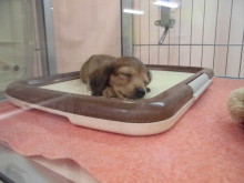 ダッちゃんとチワワ君(((o(*ﾟ▽ﾟ*)o)))