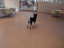 柴ちゃんドッグランデビューヽ(・∀・)ノ