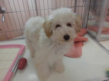 今日のポチたま(*^ω^*)