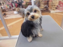 今日のポチたま(*^ω^*)