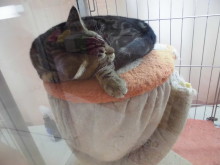 ネコちゃんo(^▽^)o