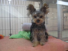 ヨーキー君、スムース君(*^ω^*)