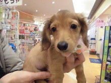 家族が決まりました(*ﾟ▽ﾟ*)