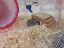 今日のポチたま(*´▽｀*)