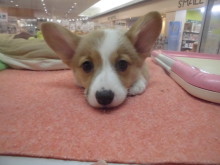 ポチたまo(^▽^)o