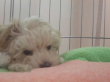 ミックス君(´∀｀)