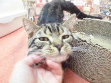 ブラウン君( *｀ω´)