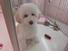 今日のポチたま(^-^)☆彡