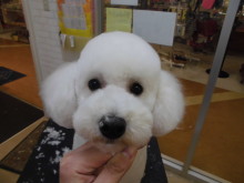 ポチたま(*ﾟ▽ﾟ*)