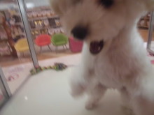 プードル君とコーギーちゃん(^O^)