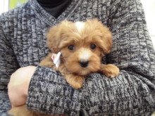 家族が決まりました(*´∀｀)&お知らせ(*^^*)