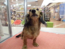 ショップからのご紹介です(^O^)