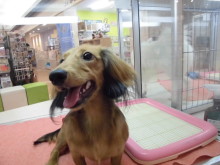 今日のダッちゃんΣ(ﾉ≧ڡ≦)☆