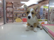 今日のコーギーちゃん(*ﾟ▽ﾟ*)