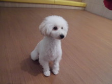 今日のプー君o(^▽^)o☆