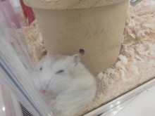 ハムスターさんo(^▽^)o