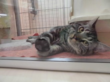 シルバー君(´∀｀)