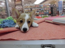 コーギーちゃん(ﾟ∀ﾟ)