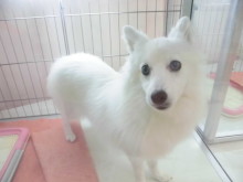 今日のポチたまヽ(´▽｀)/