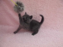 新メンバーの紹介とお知らせ(´∀｀)☆彡