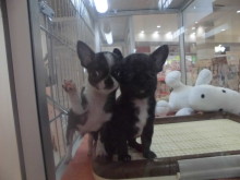 今日のポチたま(*´ω｀*)