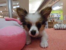 お散歩OK組(*ﾟ▽ﾟ*)