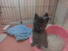 ポチたま(´∀｀)