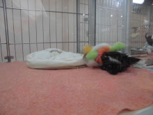 今日のポチたま(^O^)