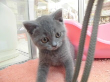 ブリちゃん(*^_^*)