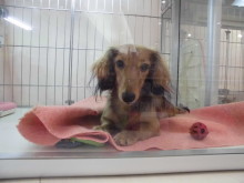 ノミ・ダニ予防はしてますか？