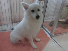 今日のポチたま(*ﾟ▽ﾟ*)