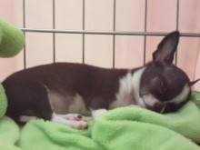 お昼寝タイムzzz