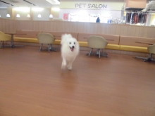 ドッグランへ～♫