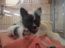 今日のポチたまヽ(；▽；)ノ