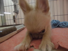 クリーム君(*´∀｀*)