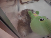 今日のポチたま(´∀｀)☆彡