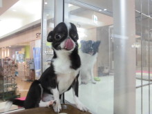 チワワちゃんたち(*ﾟ▽ﾟ*)