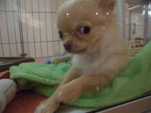 今日のポチたま(^O^)☆彡