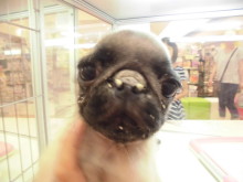 仲良しこよしなうさぎさん