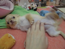 チワワくんのお部屋へ(^O^)