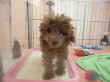 ポチたま(●´ω｀●)