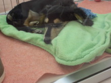 ダッちゃん(*´ω｀*)