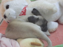 ポチたま(*ﾟ▽ﾟ*)