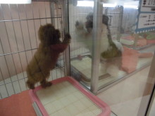 運動会(｀・ω・´)