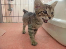 ねこさん(=‘ｘ‘=)