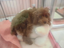 会いにきてね(*´`)