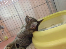 ブラウン君(*´ω｀*)