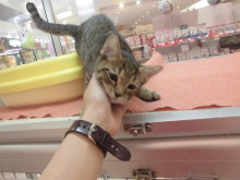 ツン(￣^￣)とデレ(*´ω｀*)