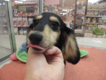 ダッちゃん(*≧∀≦*)